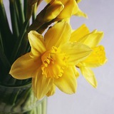 daffodilchannel | Unsorted