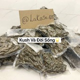 kushvadoisong | Unsorted