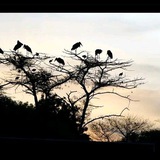 harfe_naw | Unsorted
