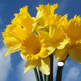 daffodilwalks | Adults only