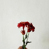 luahanhatimu | Unsorted