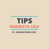 tipsbudidayalele | Unsorted